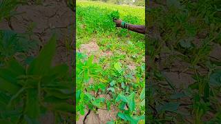 Methi kat rahi hai 😂🙈agriculture funny video subscribe [upl. by Ayhtin706]