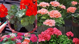 How to grow Geranium flower plantscare and tipssantali vlogs [upl. by Cynara]