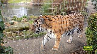 Tigers at Shepreth Wildlife Park In loving memory of Amba the Tiger [upl. by Yengac]