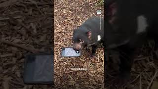 Tasmanian Devil Steals Cell Phone [upl. by Asetal]