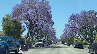 JACARANDAS LONG BEACH CALIFORNIA 2020 HD 1080p [upl. by Nrol]