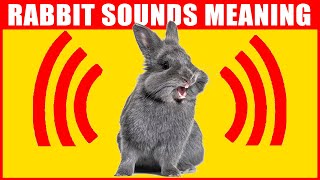 14 Sounds Rabbits Make and What They Mean [upl. by Opaline]