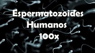 Espermatozoides Humanos 100x [upl. by Leugim]