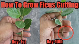 How to Grow Ficus Cutting  Grow Ficus Benjamina from Cuttings [upl. by Daphne487]