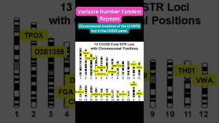 Variable Number Tandem Repeats VNTRs DNAFingerprinting ForensicScience PaternityTesting [upl. by Eahsel249]