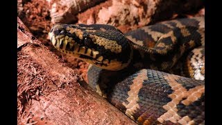 Morelia spilota harrisoni 🐍 Carpet Python Repas [upl. by Thurlough535]