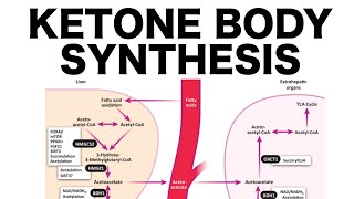 Ketone Body Synthesis [upl. by Turner460]