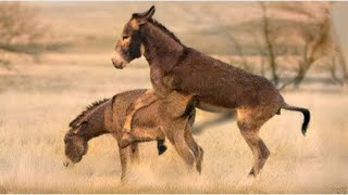 Donkey Life Cycle Explained Birth Growth and Social Dynamics [upl. by Stew793]