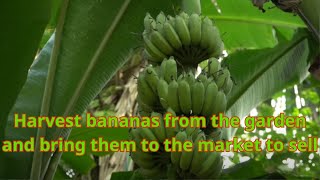 Harvest bananas then bring them to the market to sell [upl. by Asilem10]