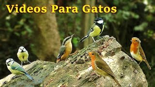 Videos Para Gatos  Pájaros Cantando en el Bosque  8 Horas [upl. by Eneg442]