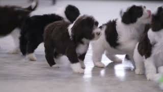 Mary Ann Shrocks Portuguese Water Dog Puppies [upl. by Hanforrd]