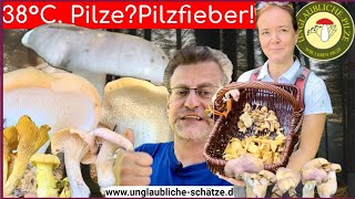 Pilze im September  Pilze suchen bei 38°C  Pilzfieber und voller Korb Pilze sammeln 2024 [upl. by Correy405]