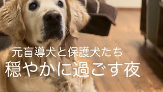 元盲導犬と保護犬たちの家時間 [upl. by Joshia]