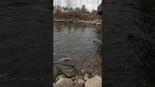 Steelhead Fishing ​⁠faonvlogs419 Nov142024  steelheadfishing troutfishing shortvideo [upl. by Reggi]