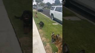 3 dogs off leash but under control at ALL times Malinois shepherd Rottweiler dogtraining trending [upl. by Aisined]