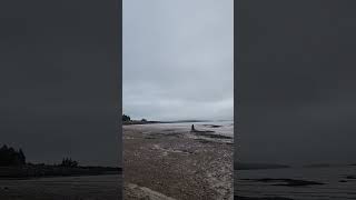 Hopewell Rocks Provincial Park  North Beach [upl. by Ketty]