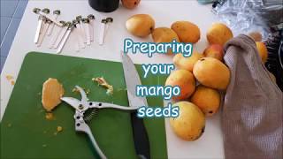 Growing Mango From Seed Tutorial [upl. by Anairam]