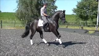 St Moritz JuniorWolkenstein II stallion  2011 for sale [upl. by Duston782]