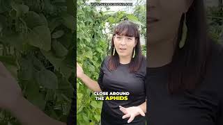 How to Get Rid of Aphids Naturally Effective Methods [upl. by Rickey]