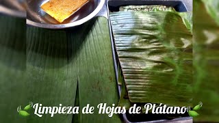 Como limpiar y guardar las Hojas de Platano para Pasteles en Hoja [upl. by Aiasi]