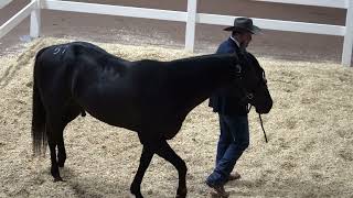 Blazin Black Mamba Ruby Buckle Stallion Owners Select Sale 2024 High Seller [upl. by Amaryllis440]