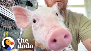 Demanding Rescue Pig Has A Very Specific Nighttime Routine  The Dodo [upl. by Brosine]