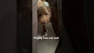 Hide and seek goldendoodle [upl. by Niki]