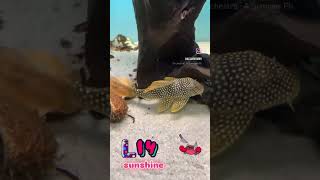 top5 pleco L14 sunshine trending pecestropicales shortvideo shorts subscribe shortsvideo [upl. by Ardnahsal]