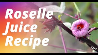 Roselle Juice Recipe amp Jam From Fresh RoselleHibiscus Flowers [upl. by Aenotna450]