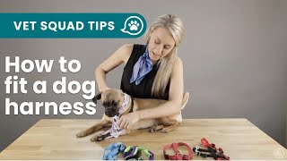 How to fit the 5 main types of dog harnesses  PET CIRCLE [upl. by Cori]