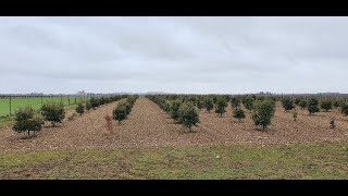 Comment TAILLER vos ARBRES TRUFFIERS [upl. by Stanwinn875]