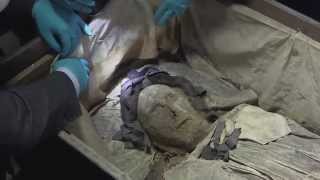 quotAstonishinglyquot wellpreserved 17th century mummy found [upl. by Ramsey]