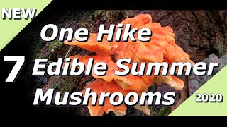 7 Edible Summer Mushrooms 2020 [upl. by Derfnam]