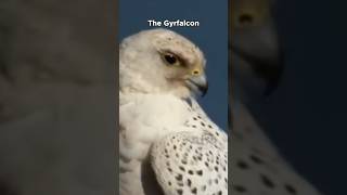 Gyrfalcon  Powerful Hunter [upl. by Sakiv625]