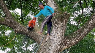 Best Skill ‼️ Cutting down Huge tree with strongest chainsaw [upl. by Adnih697]