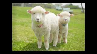 JSBach 「Sheep May Safely Graze」 ～Cantata No208 （Piano Transcription） [upl. by Birkett855]