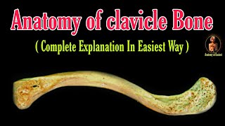 Anatomy of clavicle bone  Clavicle side determination  Clavicle bone  Beauty bone  collar [upl. by Kcor]