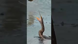 Anhinga trying to cash fish shorts birds [upl. by Cutlor]