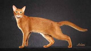 Abyssinian Cat  An Informational Video [upl. by Gilbertson]