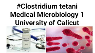 Clostridium tetani [upl. by Olraced]