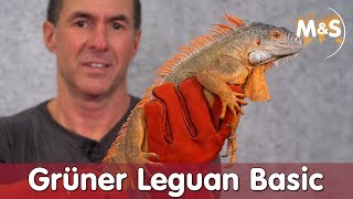 Grüner Leguan Basic  Iguana iguana  Reptil TV [upl. by Joost]