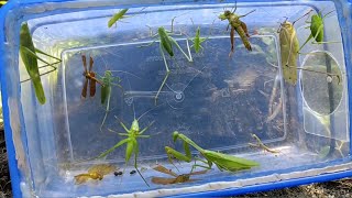 praying mantis meets leaf locust dragonfly insect hunting [upl. by Sabas757]