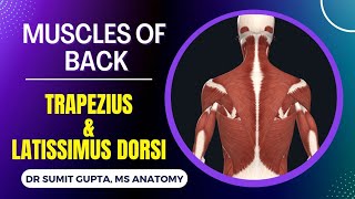 MUSCLES OF BACK  Trapezius and latissimus dorsi muscles  POSTERIOR AXIOAPPENDICULAR MUSCLES [upl. by Hanus729]