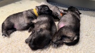 Keeshond Puppies  Bellamore Keeshonden quotThe Famousquot Litter [upl. by Retloc145]