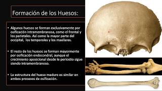 Histogénesis del Hueso Resumen [upl. by Assilanna]