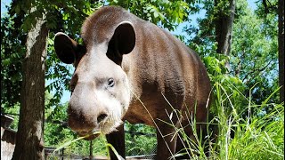 AMAZONIAN TAPIR [upl. by Ennovyhs]