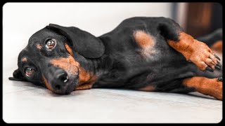 Dont Trust Cute Dachshund Eyes vol2 Cute amp funny dachshund dog video [upl. by Ecneralc]