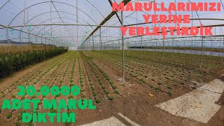 SERALARIN SON DURUMU YAZLIK ÜRÜNLERİ KALDIRDIK MARUL DİKTİK [upl. by Dikmen724]