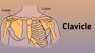 Clavicle anatomy  Anatomy Upperlimb Bones Clavicle Fractures of the clavicle [upl. by Wanids]