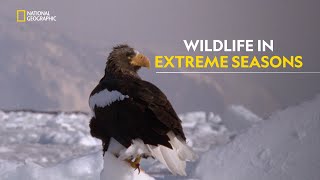 Wildlife of Japan  Japan’s Wild Year  हिंदी  Full Episode  S1  E1  Nat Geo Wild [upl. by Mundt]